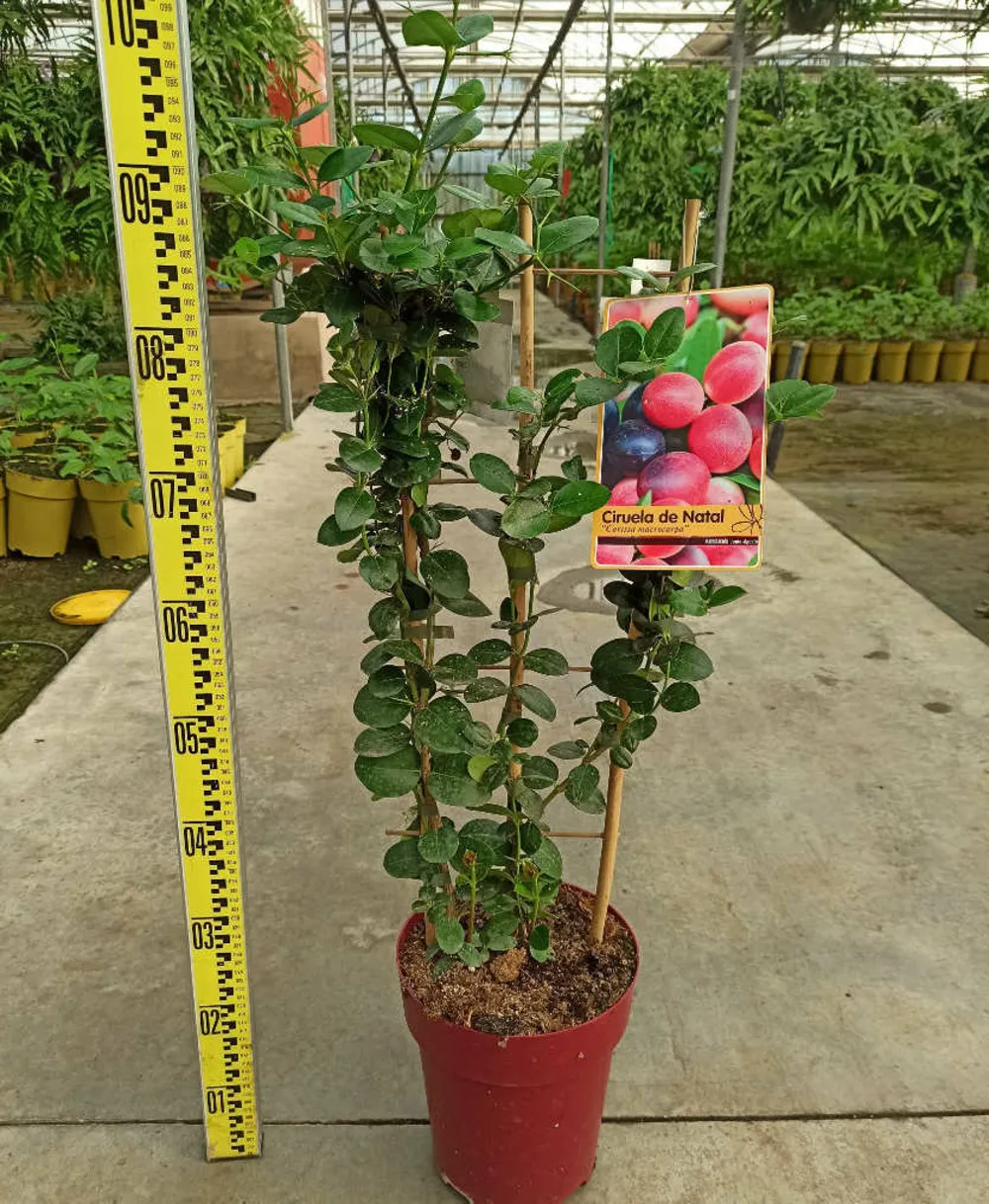Carissa macrocarpa (prunier du natal) pot de 9 litres - 80/100 cm